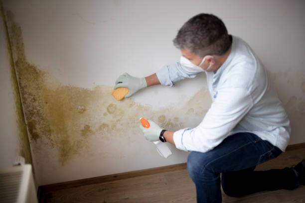 Professional Mold Removal in Hopewell, TN